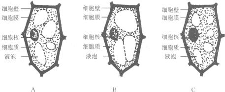龙是由几种动物组成 龙是由几种动物组成 某生物兴趣小组收集了下列几种常见的动物,欲了解它们的形态结构特征。请你结合学过的生物学知识回答下列问
