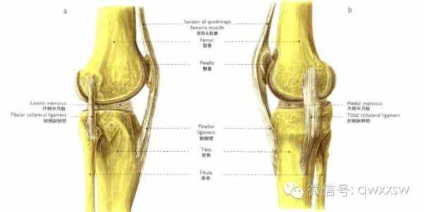 膝关节初学习（六）