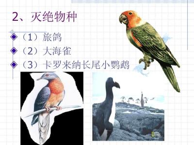 卡罗来纳长尾小鹦鹉 卡罗来纳鹦鹉