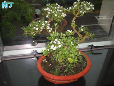 满天星六月雪 满天星六月雪 六月雪(满天星)的养殖养护！