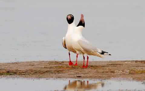 遗鸥的食物 可爱的遗鸥(图)