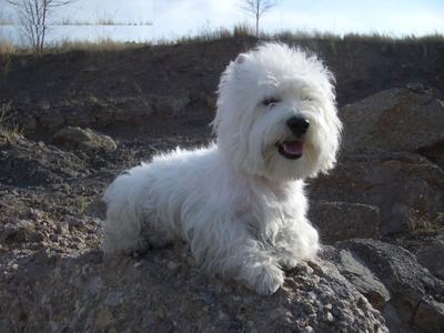 西部高地白梗 西部高地白梗 西部高地白梗(West Highland White Terrier))