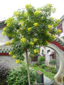 黄花槐与黄槐 黄槐