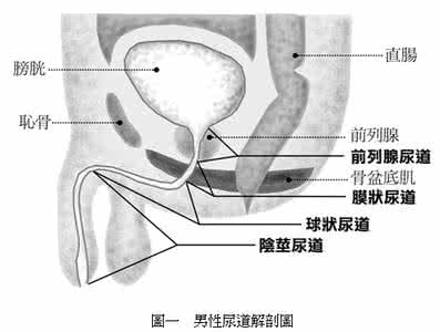 前列腺炎尿道口流脓 前列腺炎尿道口流脓 尿道流脓 患者出现它要及时的查明原因