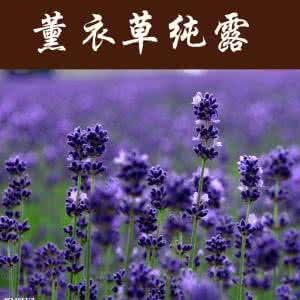 洋甘菊的功效与作用 薰衣草功效与作用 洋甘菊功效与作用