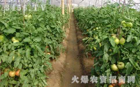 秋季种植什么蔬菜 冬季种植什么蔬菜 秋季种植什么蔬菜