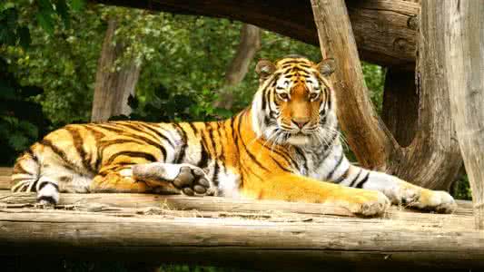 威猛的小老虎 老虎 威猛的老虎