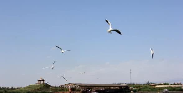 新疆博斯腾湖 新疆：博斯腾湖，蒹葭苍苍，鸥鹭飞翔