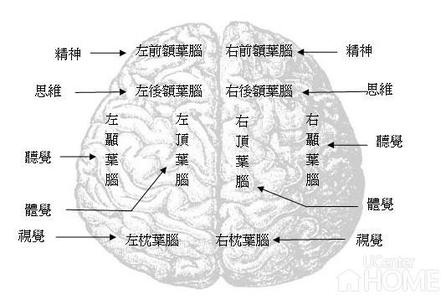 大脑的功能分区 大脑功能分区简介