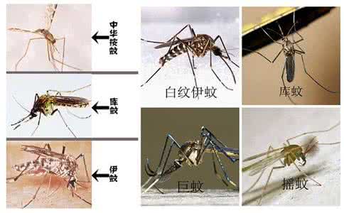 灭蚊子最有效的方法 灭蚊子用什么好,灭蚊子最有效的方法