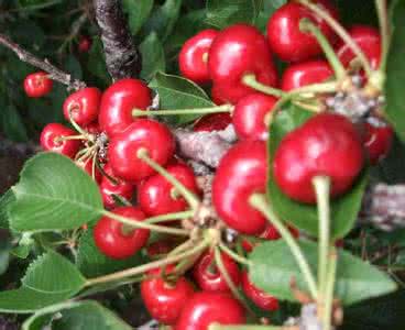 大樱桃嫁接技术视频 大樱桃嫁接技术视频 矮化大樱桃嫁接技术