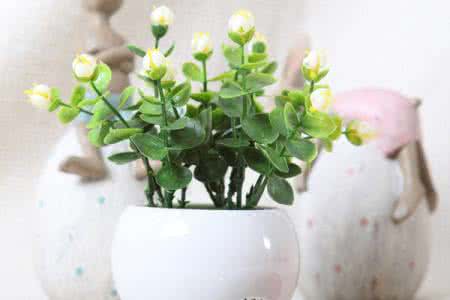 友嘉名犬养殖基地 茉莉花的养殖方法(花友总结)