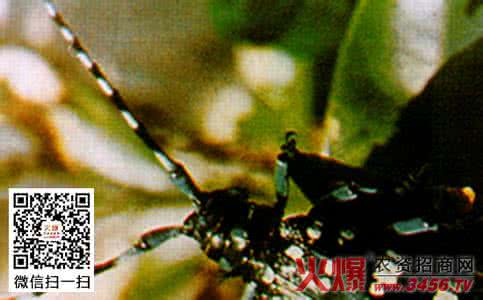 茶树天牛 茶树茶天牛