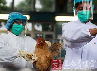 香港本港台现场开奖 香港严防死守仍未恢复活鸡供港