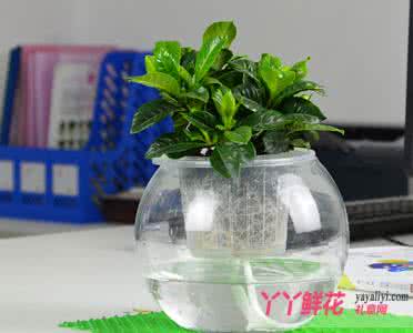 水培植物用什么水养好 水培与水养的区别