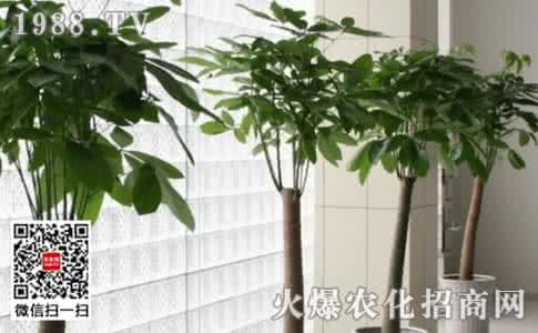 冬天发财树的养殖方法 发财树的养殖方法 发财树的养殖方法,冬天发财树怎么养