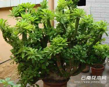 麒麟掌是促癌植物 麒麟掌的养殖方法和注意事项