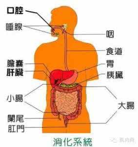 检查肠胃最好的方法 5种方法帮助消化