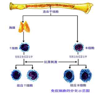 记忆b细胞增殖分化 免疫细胞分化 免疫记忆B细胞是怎么分化产生的