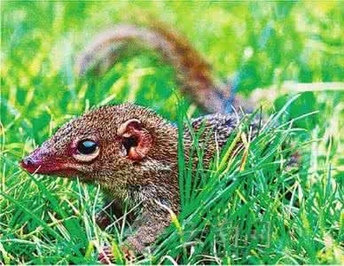 龙眼基因组 破译 我国科学家破译首个“现代蛙类”基因组