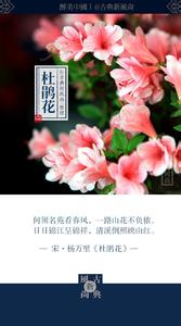 一花一世界 绝美.花间丨一花一世界 ， 一诗一情怀！