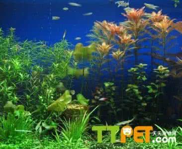 水草缸入门常见问题 水草问题 水草缸中常见微生物问题