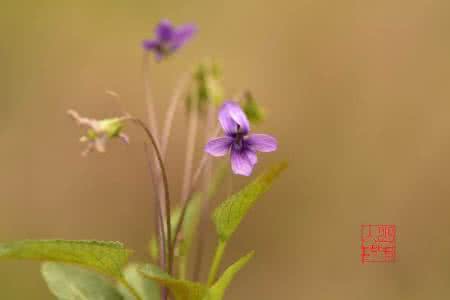 堇菜科 Violaceae 堇菜科