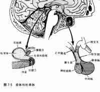 刺激松果体的音频 转载 观想松果体 刺激松果体的音乐