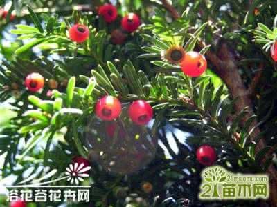 红豆杉的养护 红豆杉养护的五点要素