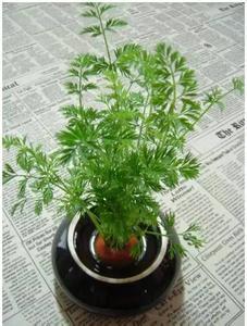 哪些水果核可以种花 惊叹 | 15种你丢掉的水果核，她都种成了巨萌小盆景！