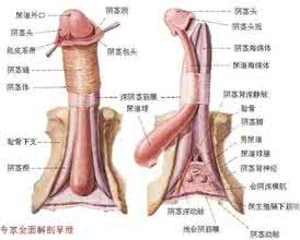 阴茎起搏器植入术 睡觉时可以带着肛塞吗 阴茎起搏器是什么