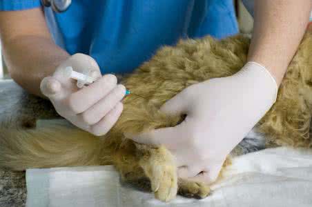 被猫咪抓伤要打针吗 猫咪打针 猫咪可以不打针吗?