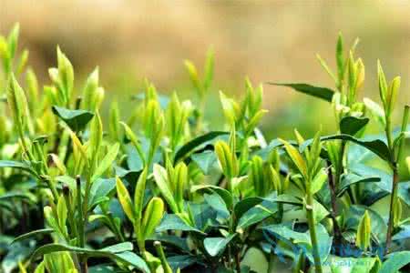 湖南十大茶叶品牌公司 湖南茶叶品牌 湖南茶叶公司