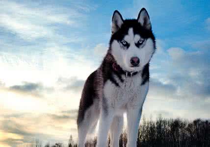 哈士奇饲养方法 哈士奇吃什么 日常饲养哈士奇吃什么