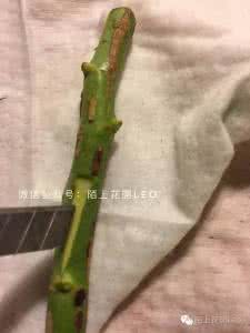 月季花嫁接视频 月季花嫁接视频教程 教你嫁接超微月 树月