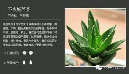 多肉植物图谱大全 【多肉大全】常见多肉植物的图谱介绍