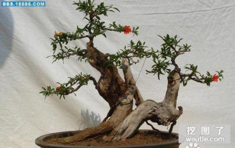 石榴盆景制作过程图示 石榴盆景制作过程图示 石榴盆景