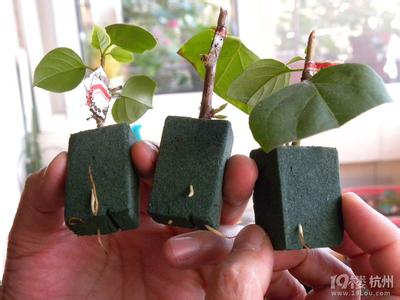 三角梅花泥扦插 介绍三角梅的花泥扦插方法