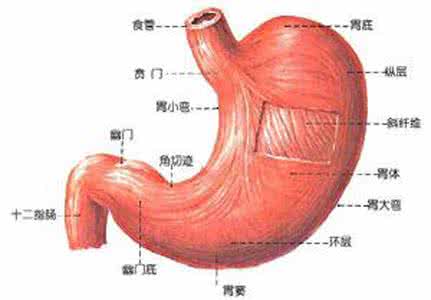 胃十二指肠溃疡治疗 甘草治疗胃及十二指肠溃疡