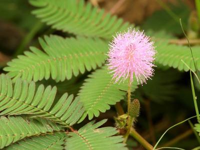 金盏菊花语 蒲公英花语及象征意义 金盏菊的花语及象征意义