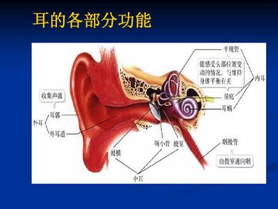 听觉的生理机制 TLR4调节听觉损伤炎症反应机制