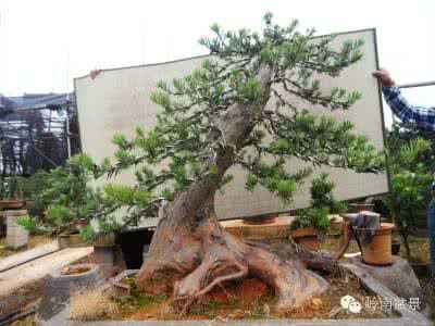 罗汉松盆景 ?【盆景技艺】罗汉松与根瘤菌
