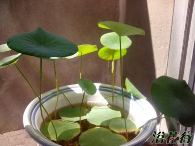 碗莲不开花的原因 碗莲不开花的原因(经验)