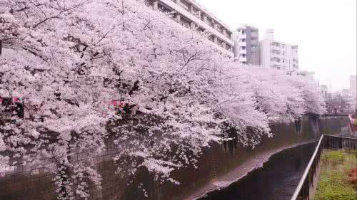 武大樱花什么时候开 武汉大学樱花 武大樱花什么时候开