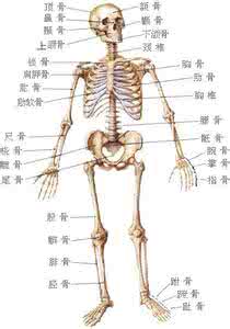 肌肉骨骼系统运动学 人体系统解剖学、 运动系统、 全身骨骼（教学视频）