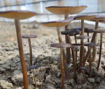 白芨的种植技术 长根菇种植 长根菇的做法-长根菇的种植技术