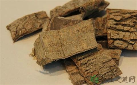 杜仲加桑叶消灭糖尿病 杜仲治疗糖尿病有奇效