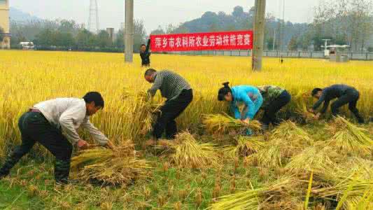 农业劳动生产率 农业劳动组合