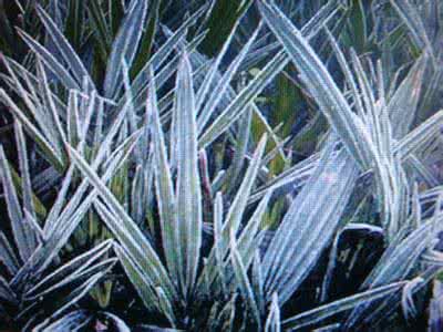 霜冻的天气符号 霜降与霜冻的区别有哪些？