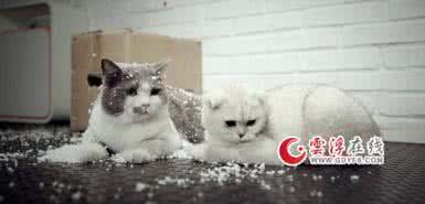 喵力越怎么不直播了 喵力越怎么不直播了 喵播怎么直播